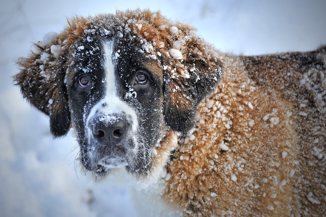 Pre-snow / pre-cold spell - share your traditions!