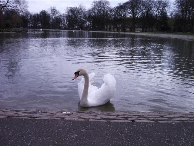 swan_Small.jpg