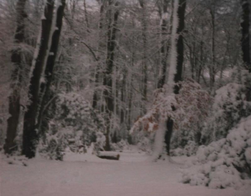 The 8 inches of 6 February 1994 in the New Forest