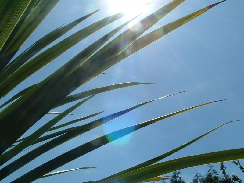 Sun shining through palm