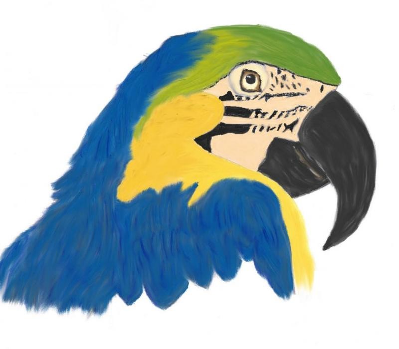 macaw13.jpg