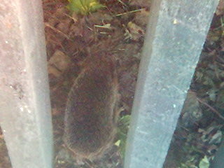 Hedgehog at Six Mile Park Ballyclare