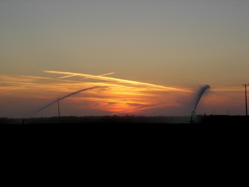 Watering at sunset