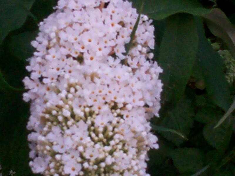 buddliea in flower - close up