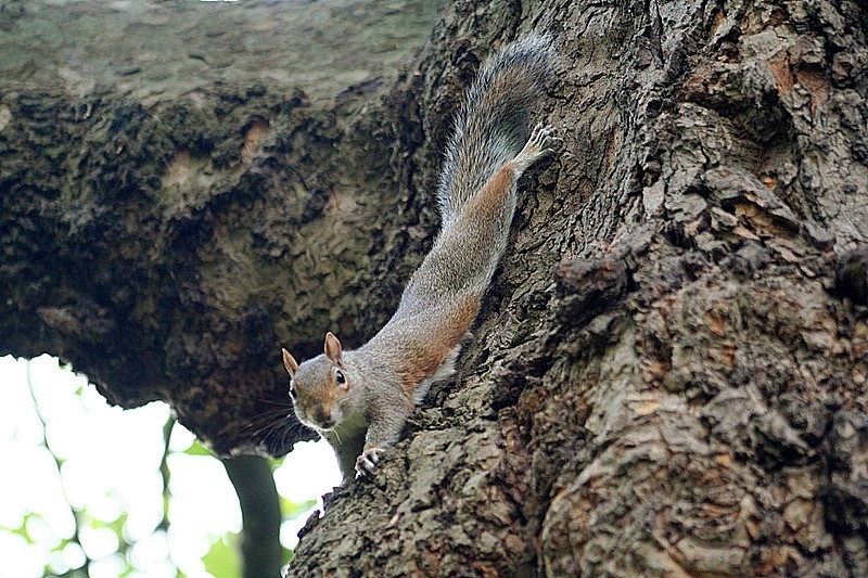 A squirrel in St James' Park