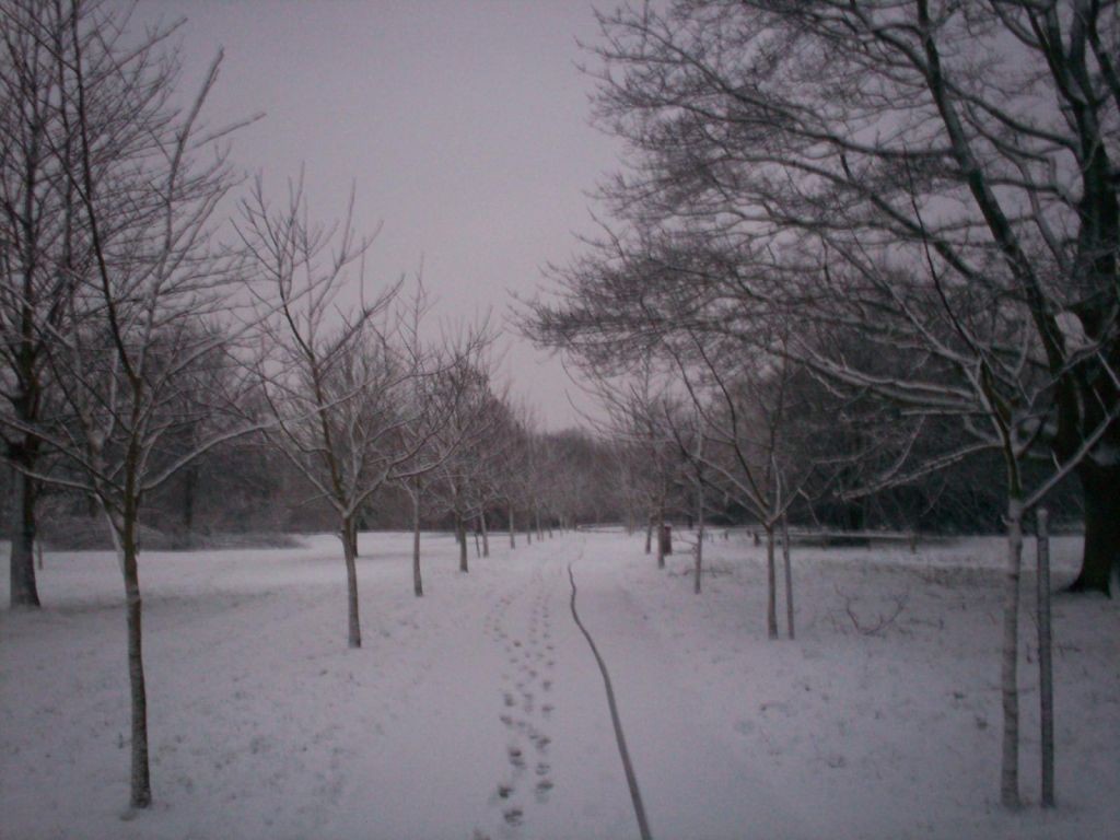 A snowy scene