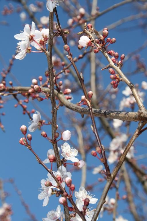 Cherry Plum blossom - February 17th