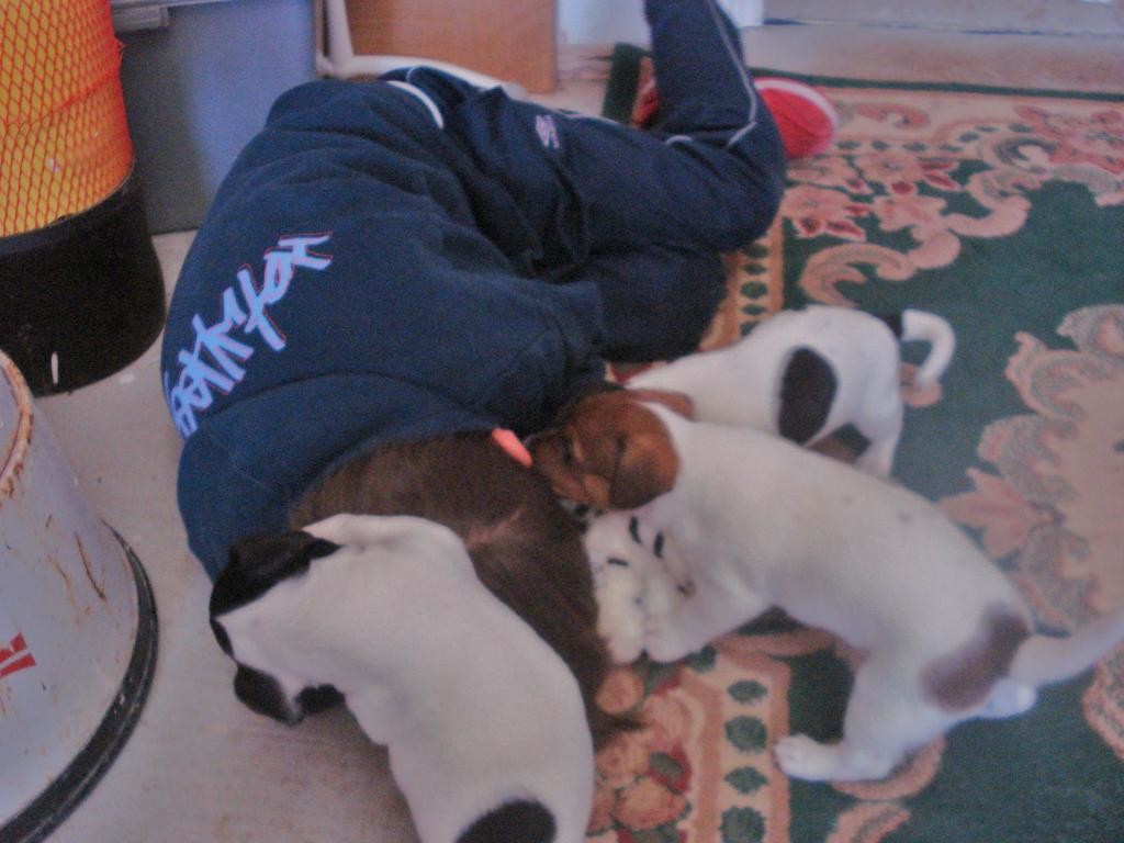jack covered in puppies!!