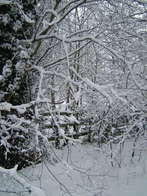 SNOW ~ January 2010
