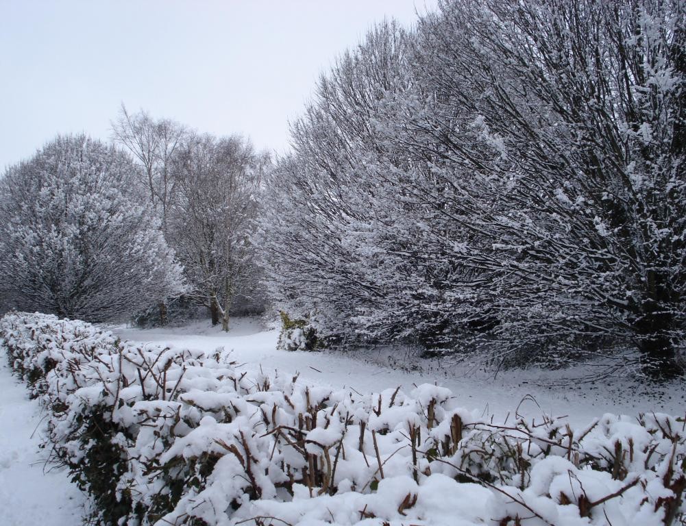 Snowy trees in Trowbridge (3).JPG