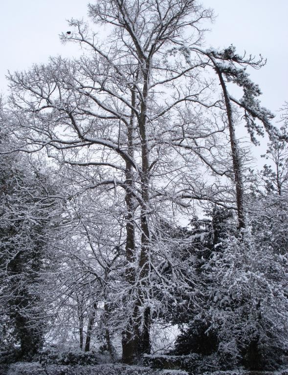 Snowy trees in Trowbridge (1).JPG
