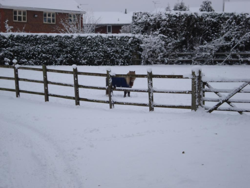 Pony in the snow - Trowbridge.JPG