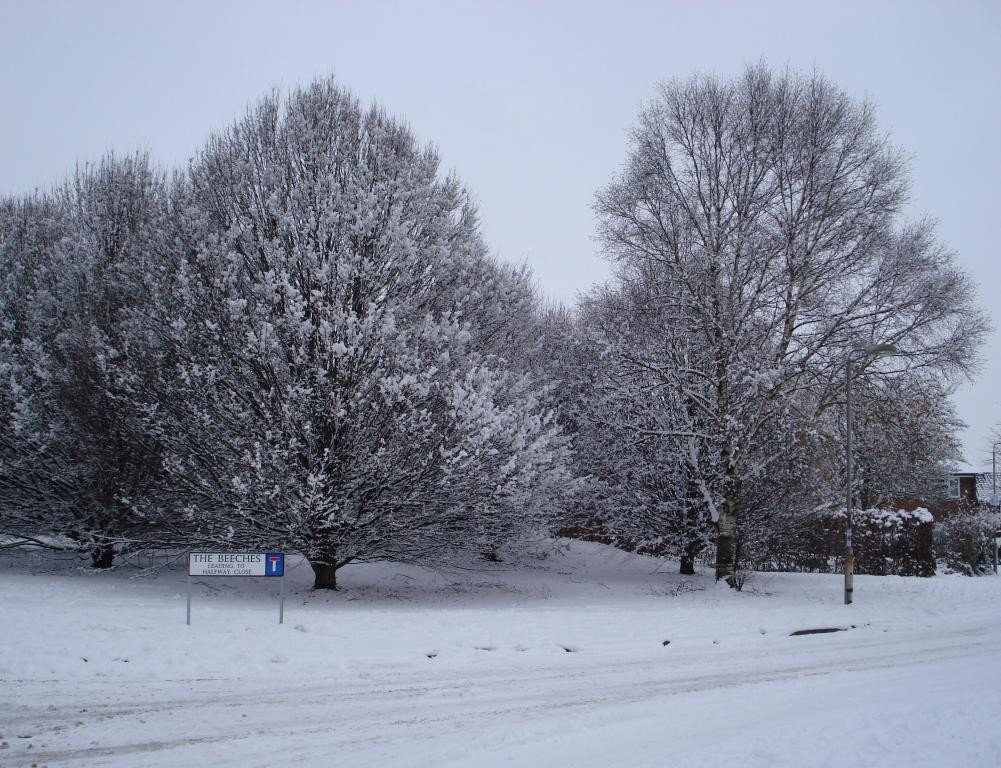 Snowy trees in Trowbridge (2).JPG