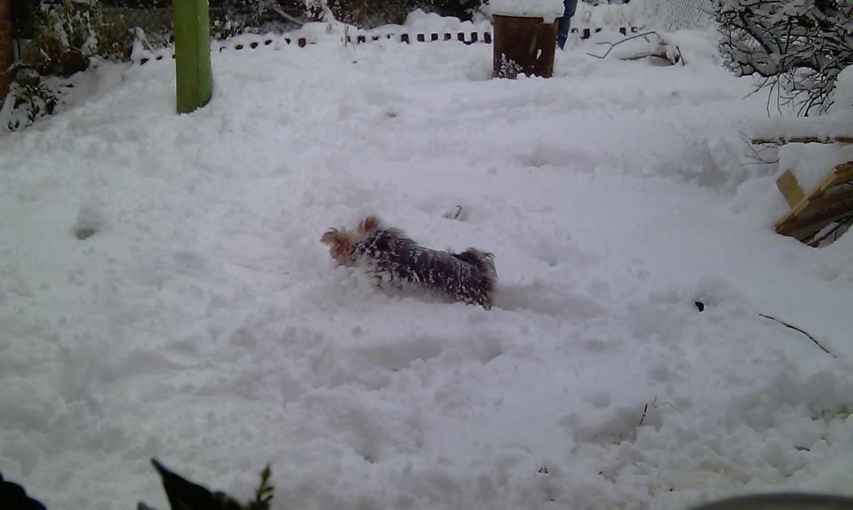 Millie in the snow.