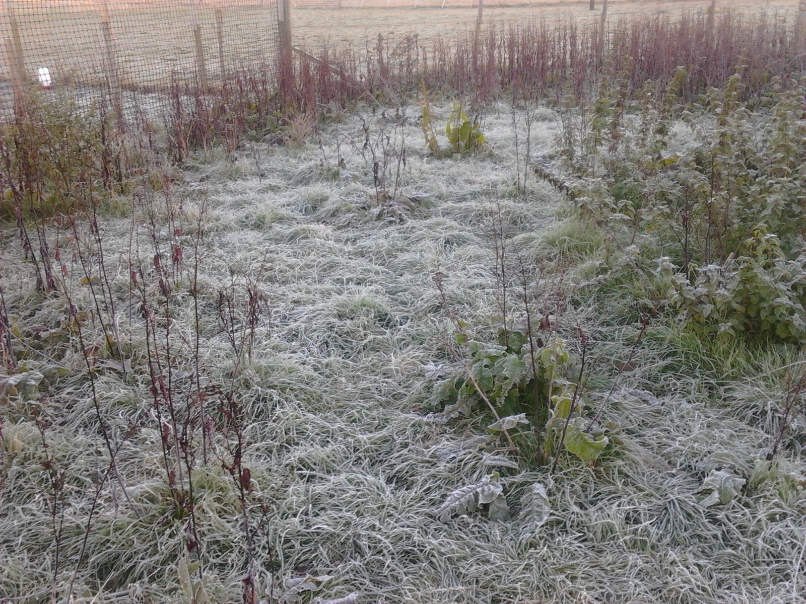 Frosty morning -  22 07.32.48