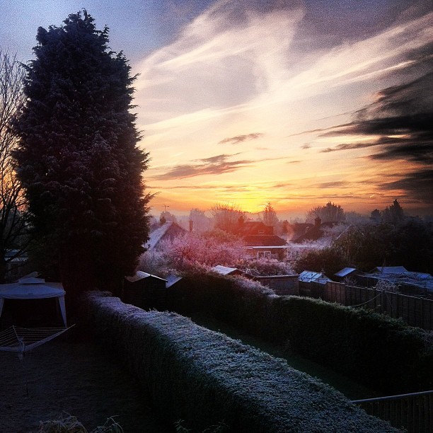 Frosty view from my back garden