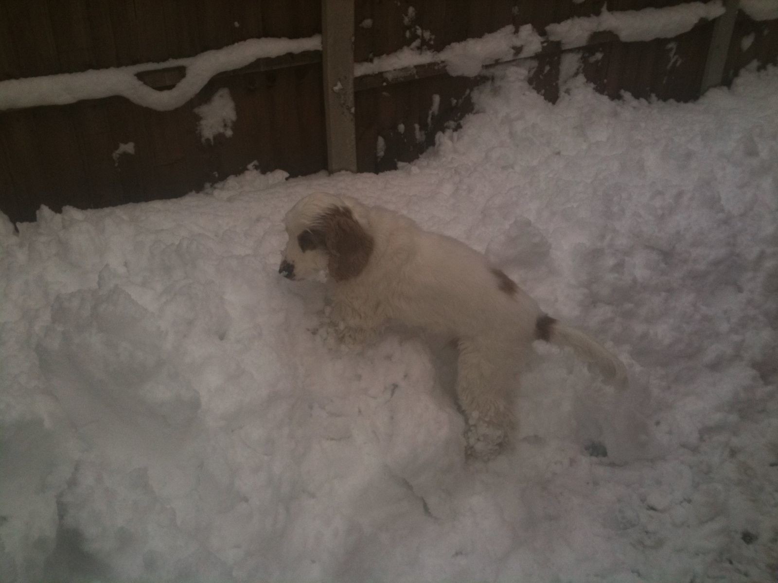 Alfie in the snow