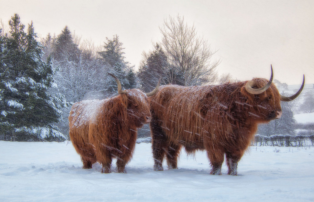 Highland Cattle at Westerdale [1]