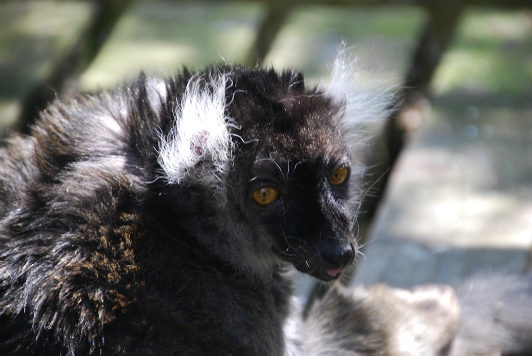 Black Haired Lemur