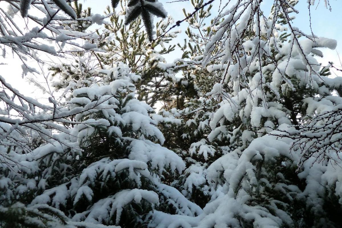 Blackdown Hills Snow - Archived weather photography area - Netweather ...