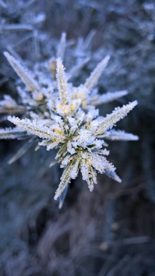 Frosty January Morning 20/1/16