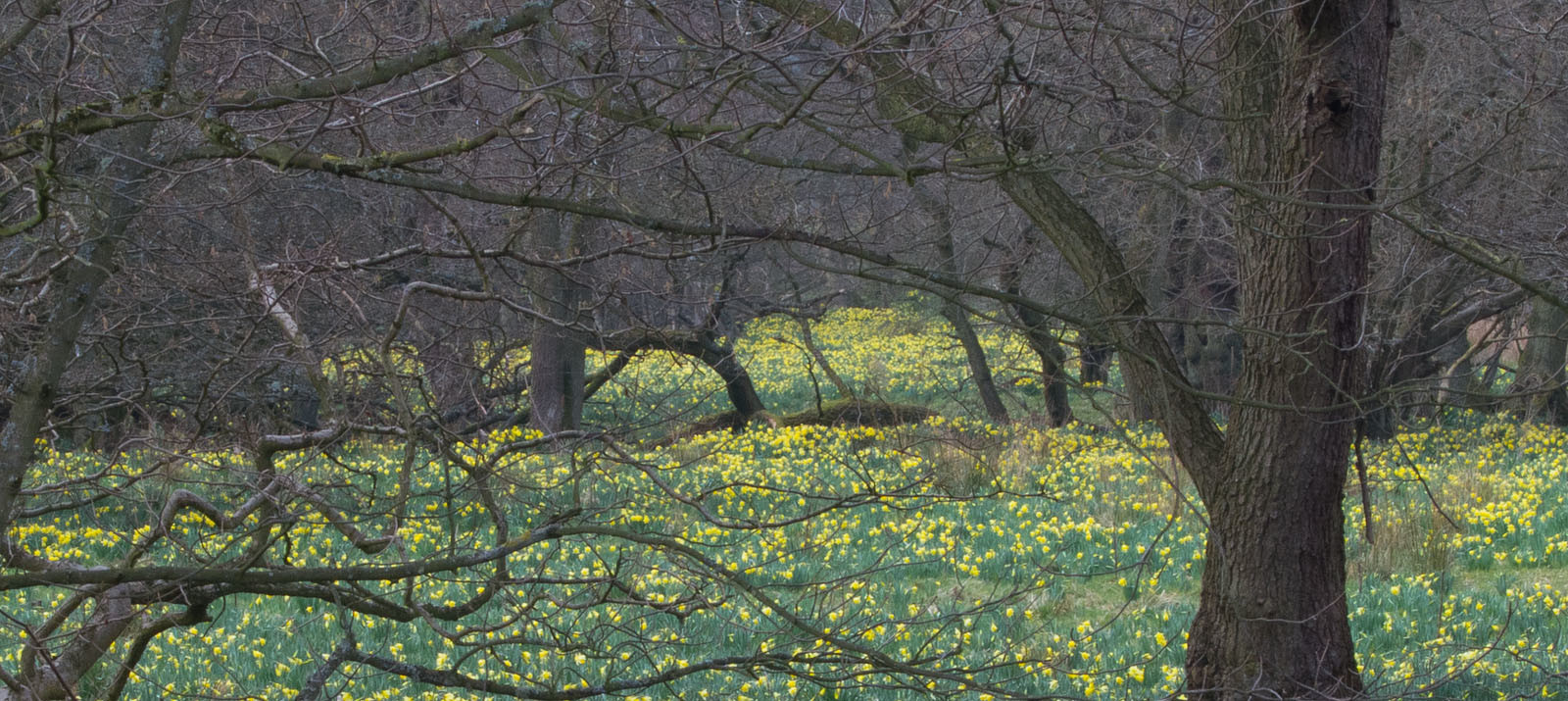 Farndale wild daffodils