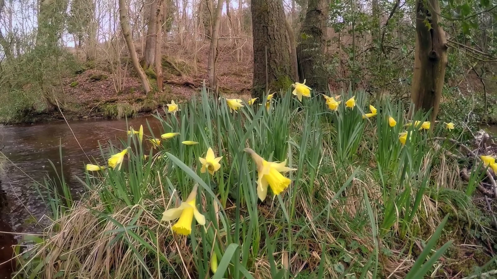 Wild daffodils in April