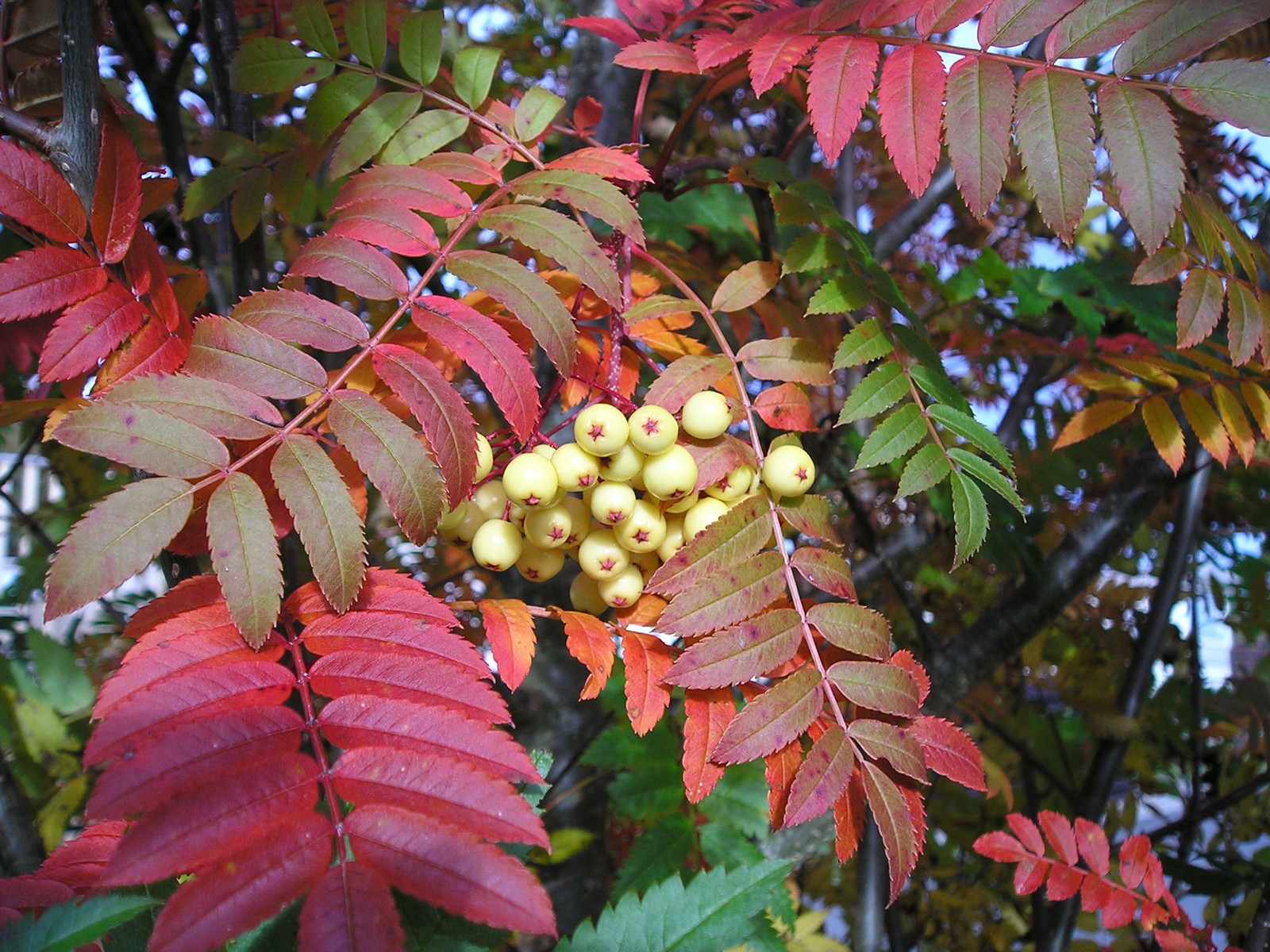 Vibrant Autumn colours in Grantown-on-Spey Caravan Park