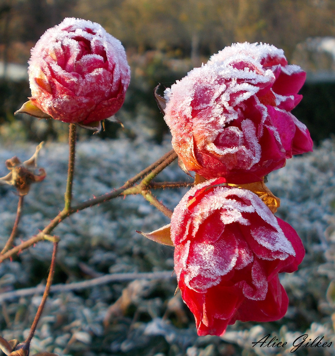 Frosted roses