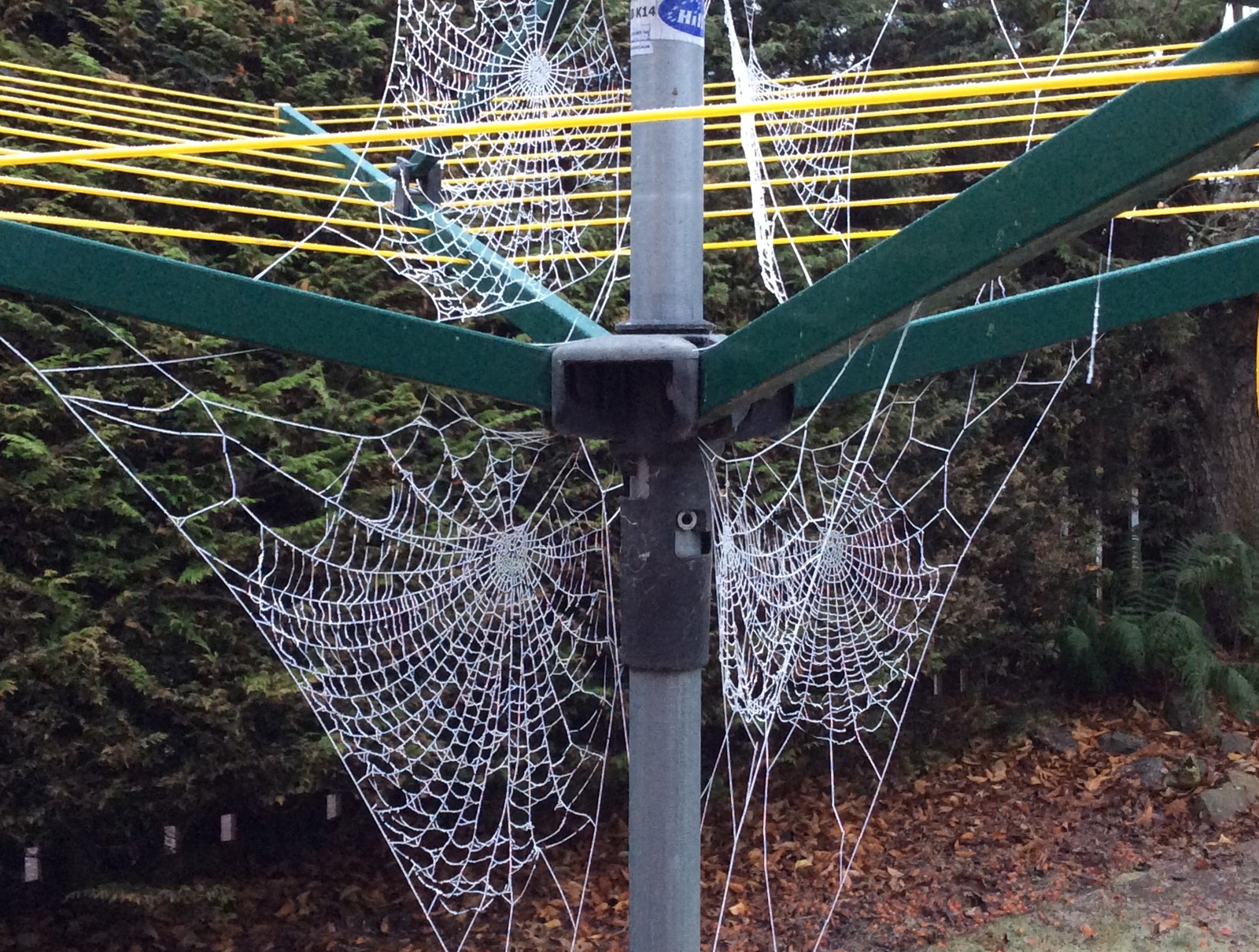 Frosty cobwebs cling to my rotary clothes line
