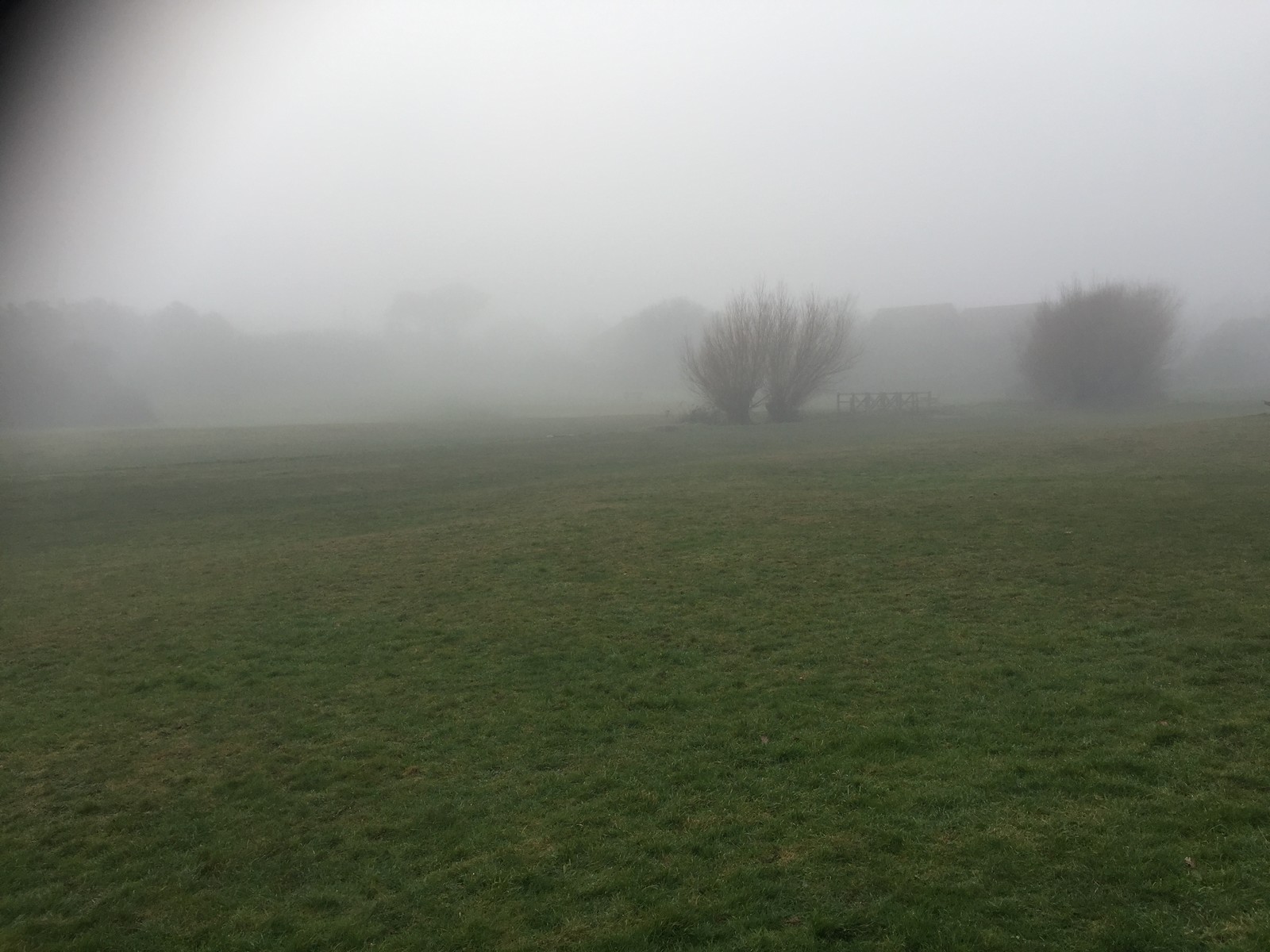 Foggy dog walk