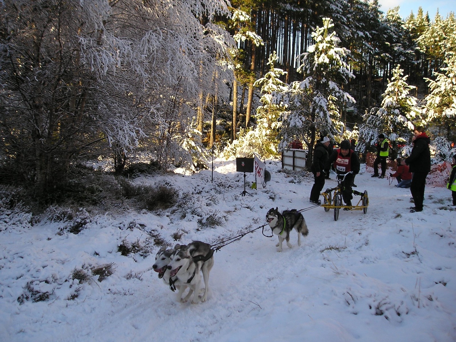 Annual Sled Dog Rally held at Loch Morlich, near Aviemore (29/01/17)
