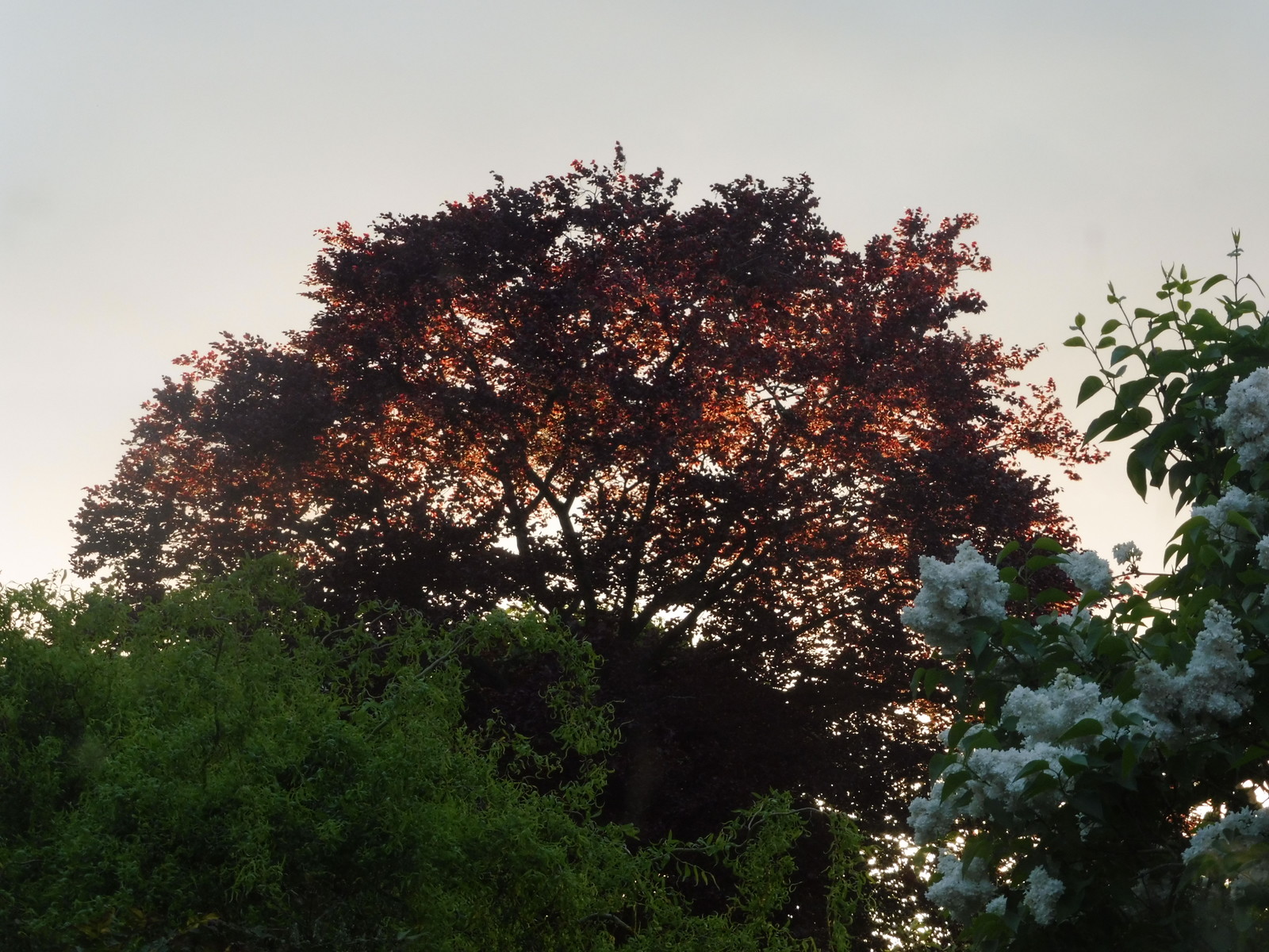 Sunlit Beech Tree