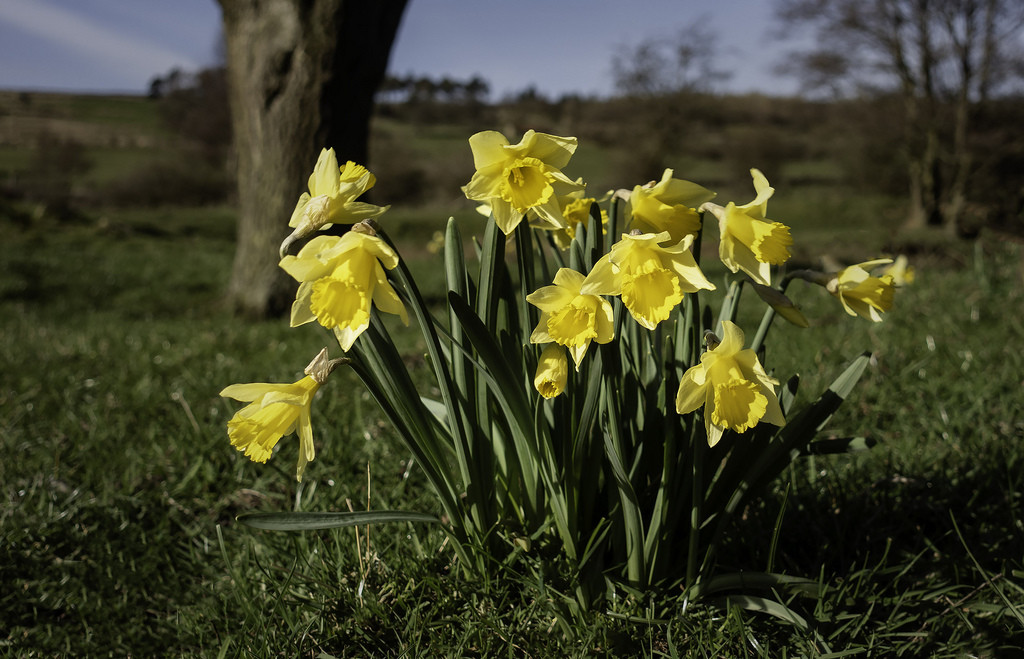 Wild daffodils 25th March 2019