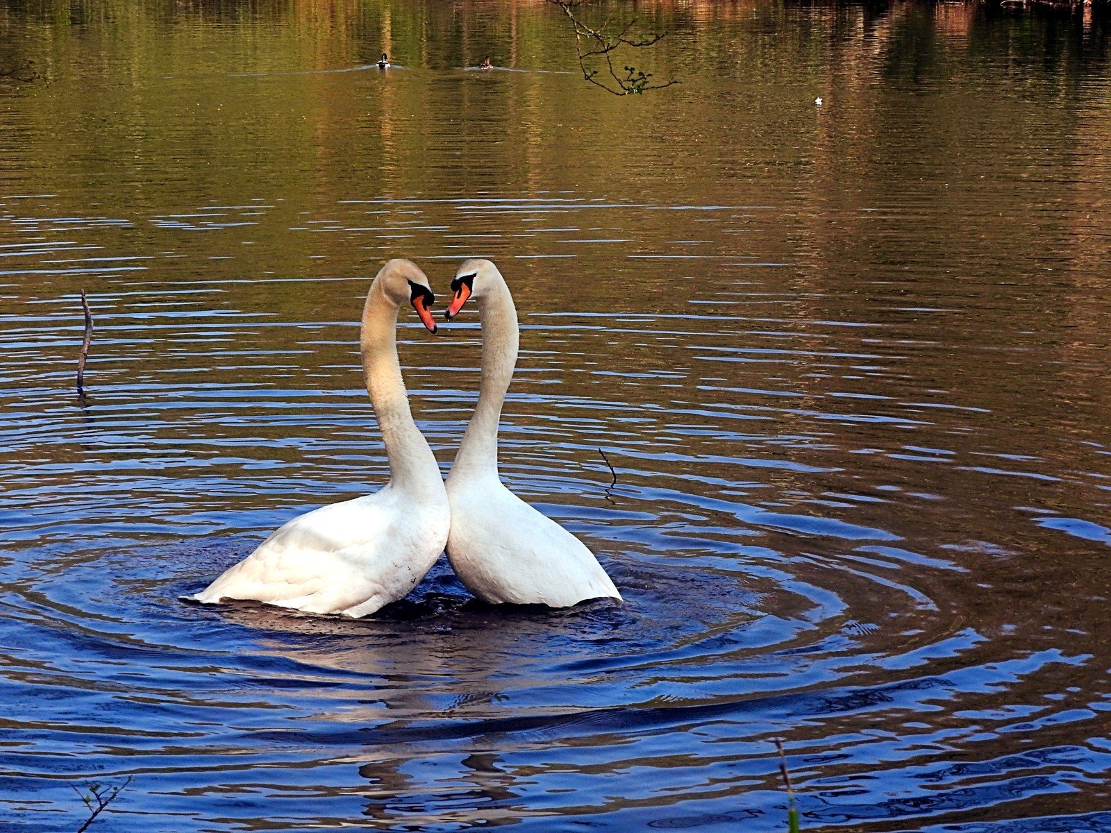 Swans mating routine