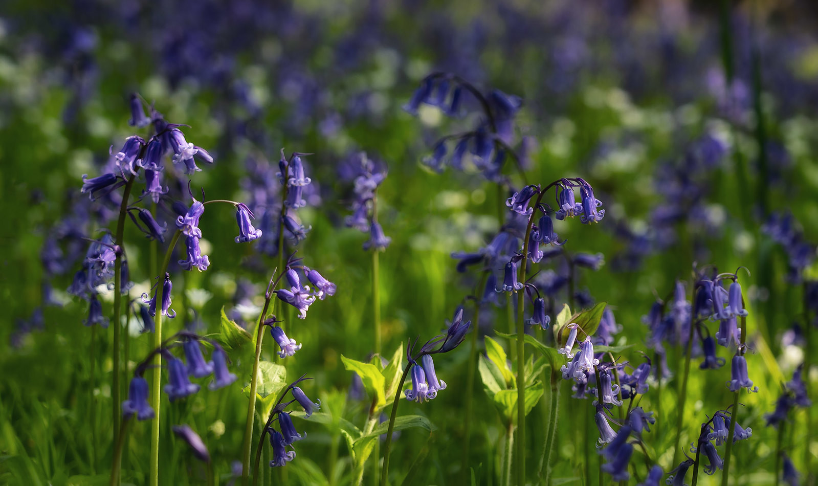 Bluebell closeup this afternoon