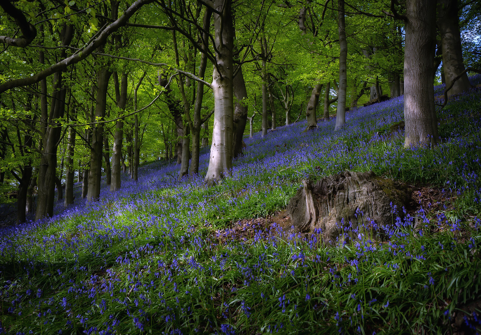 Bransdale Bluebells 12th May 2019