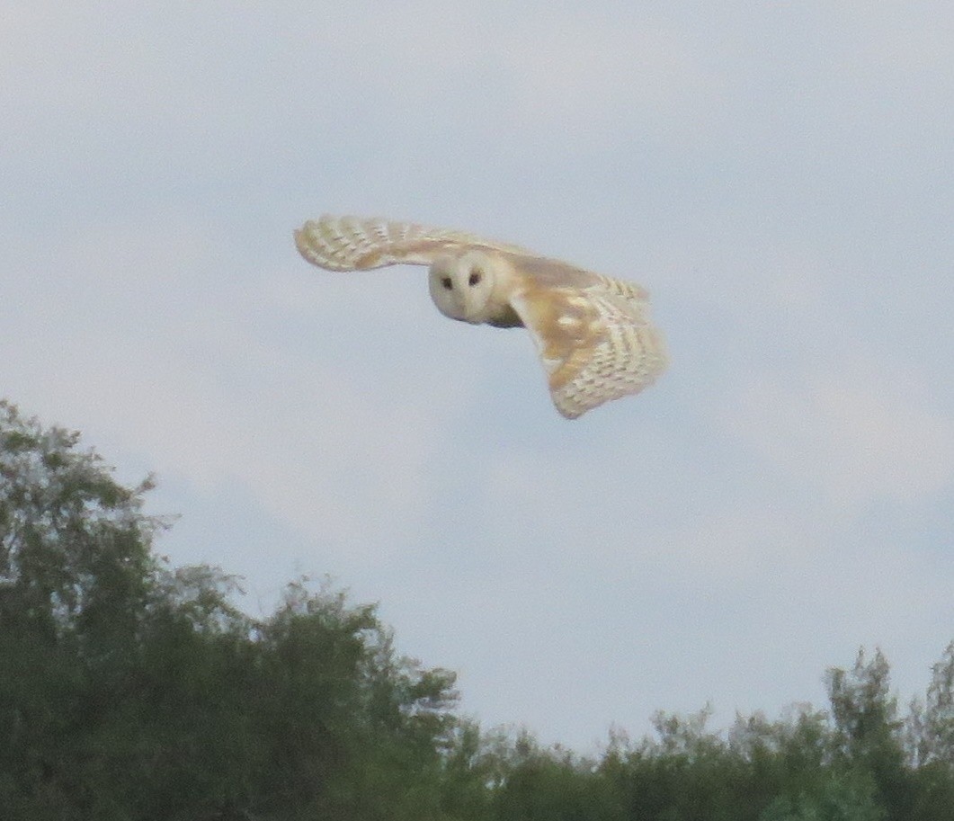 Barn owl on the hunt on Chat Moss, Irlam, UK