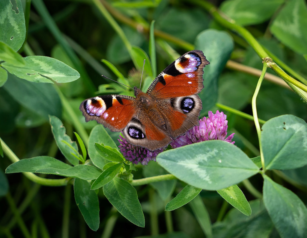 Peacock butterfly on red clover