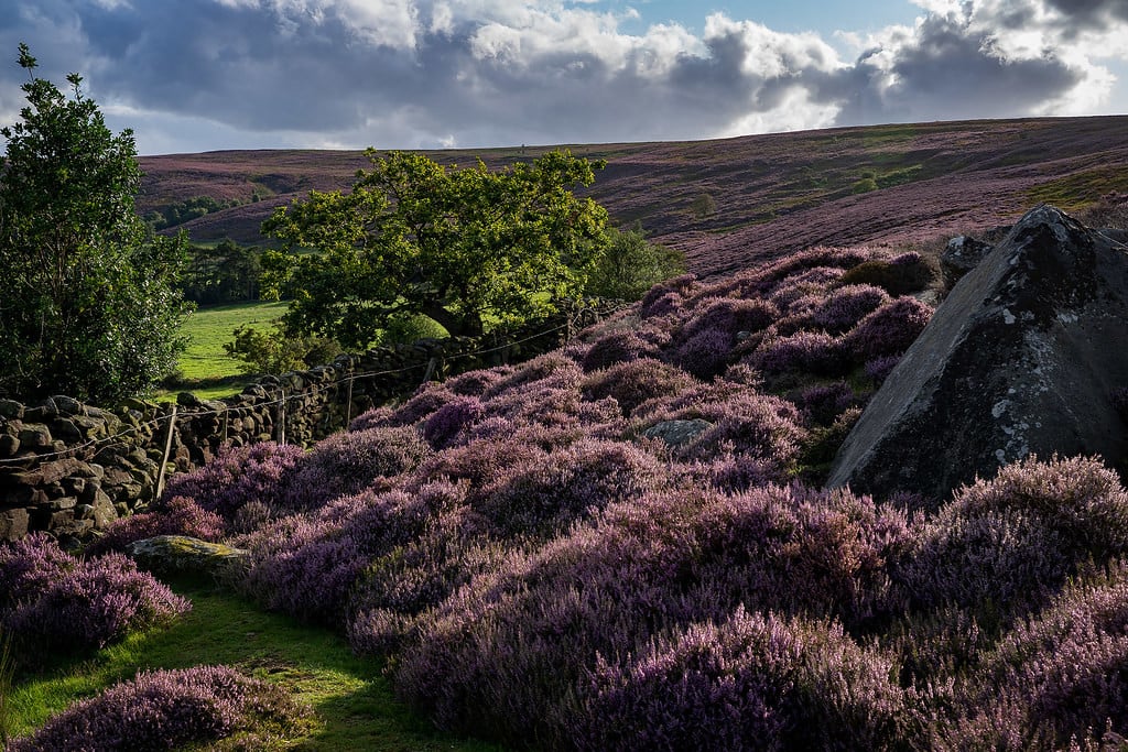 Exceptional heather display