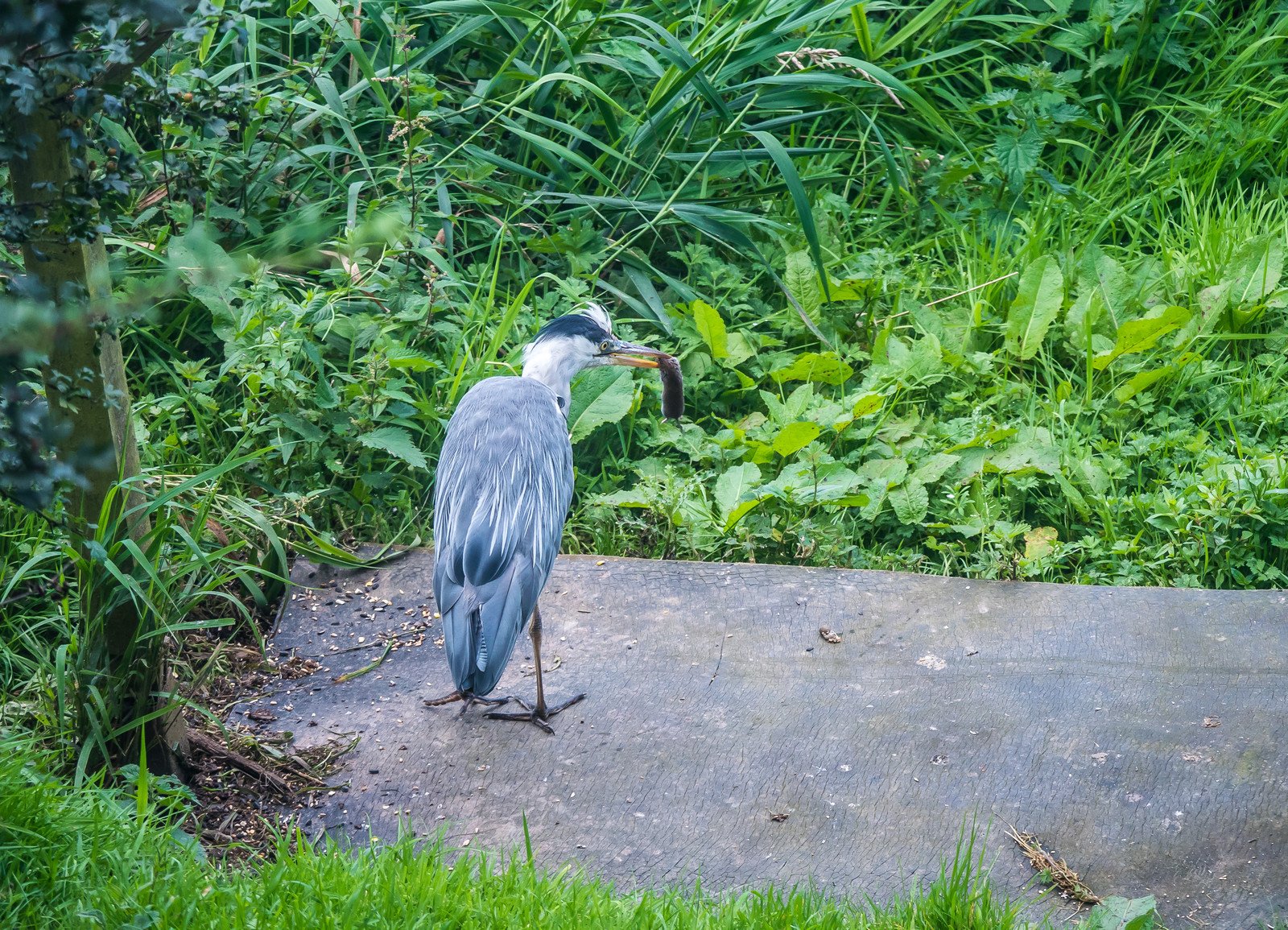 Heron with Vole