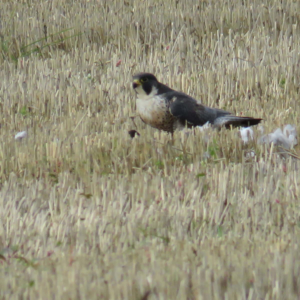 Peregrine falcon with prey on Chat Moss, Irlam