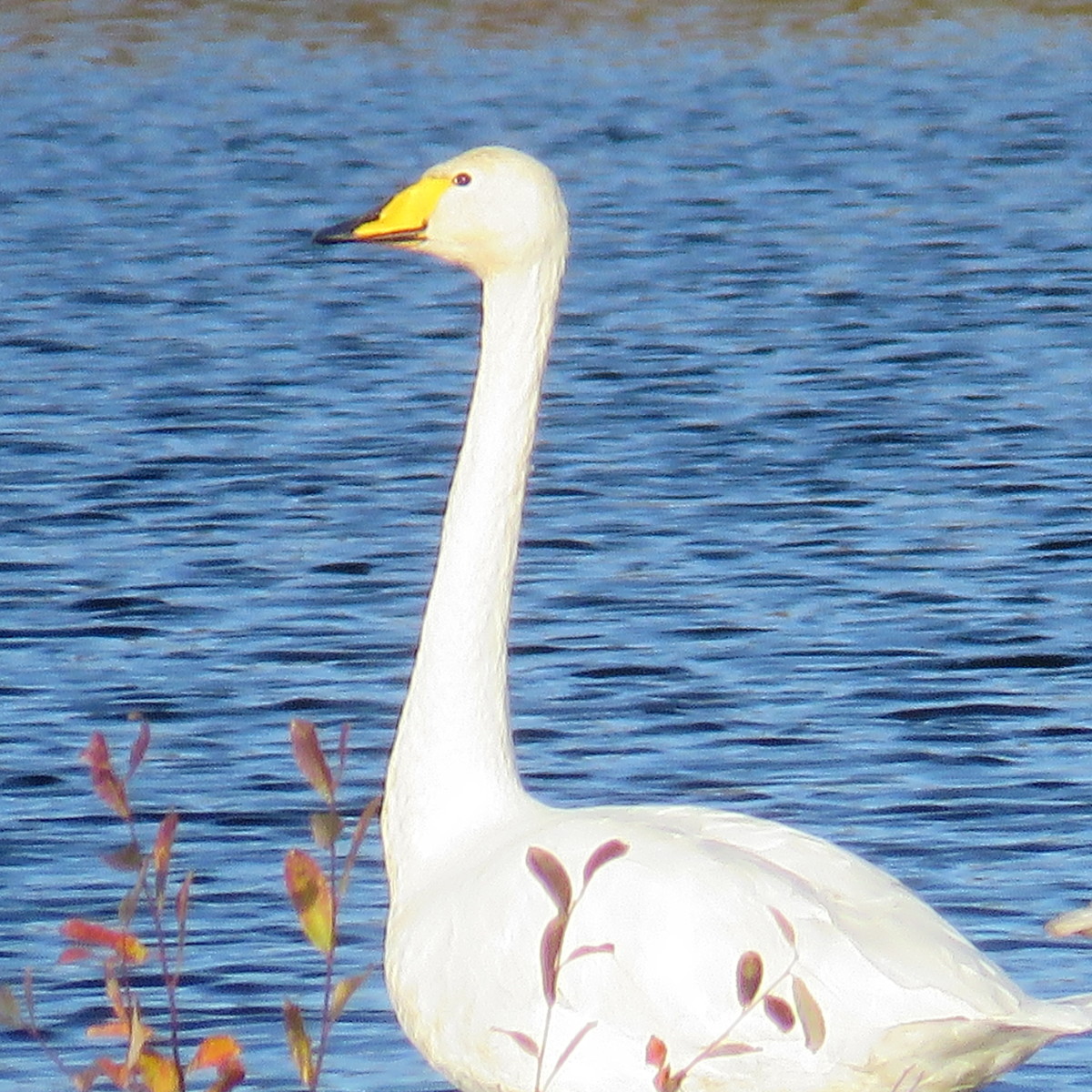 Whooper swan on Chat Moss, Irlam, UK
