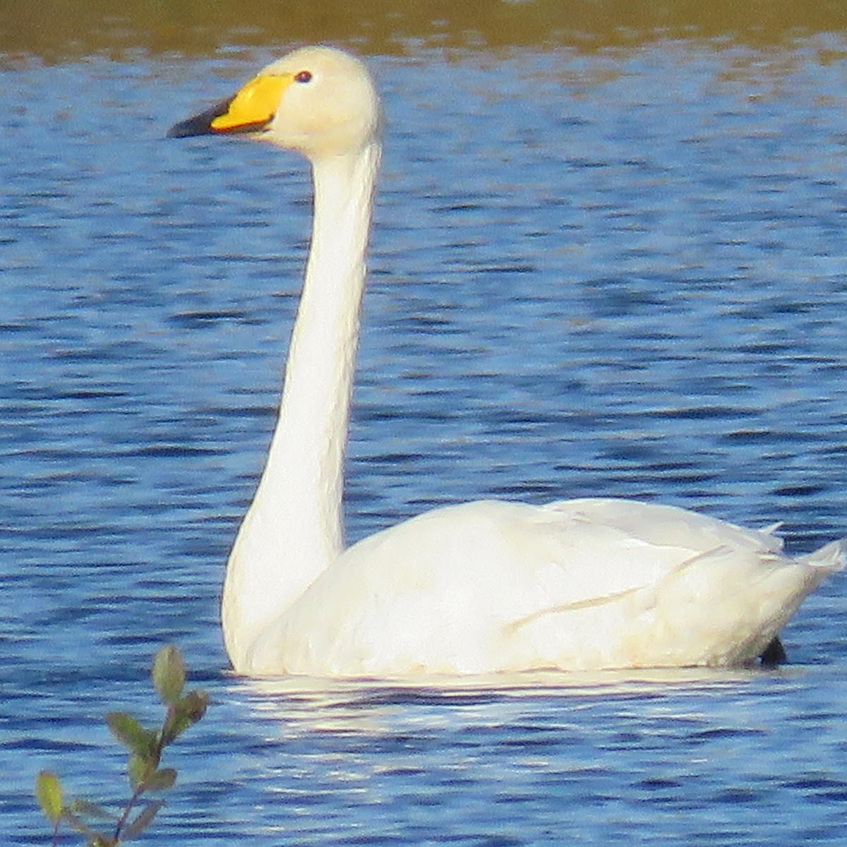 Whooper swan on Chat Moss, Irlam, UK