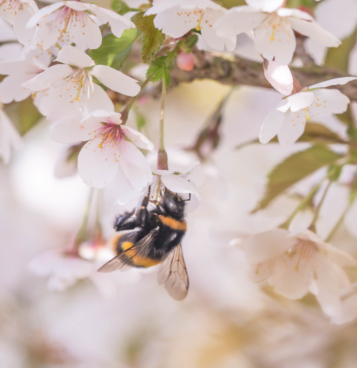 Cherry Blossom and Bee