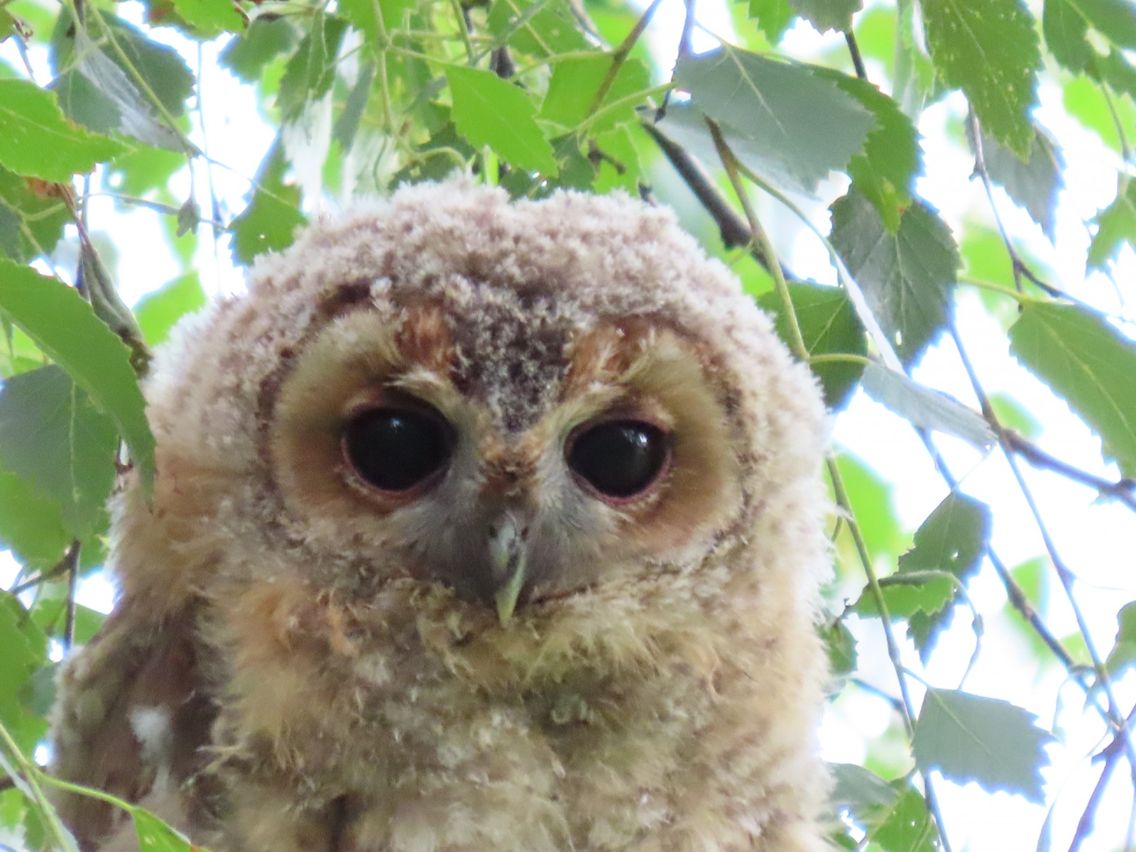 Young tawny owl, Chat Moss, Irlam
