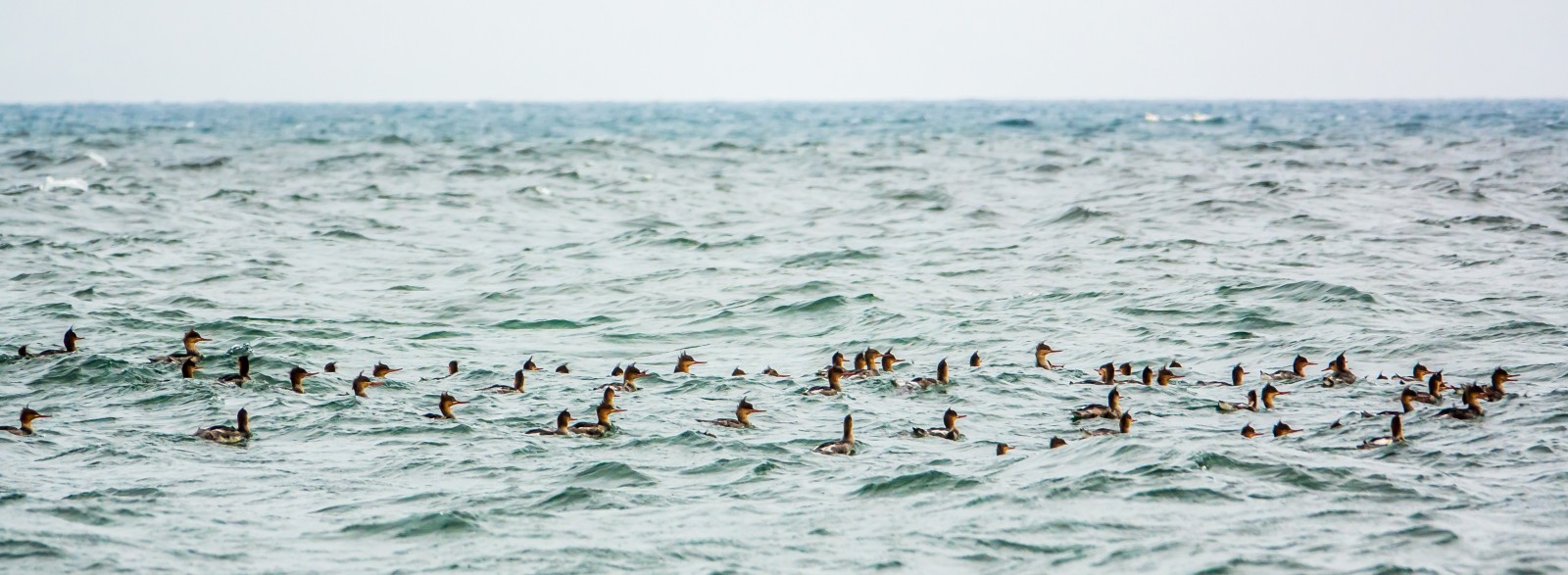 A Gathering of Circa 60 Male Red-breasted Mergansers